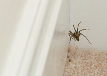 Basement Infestations